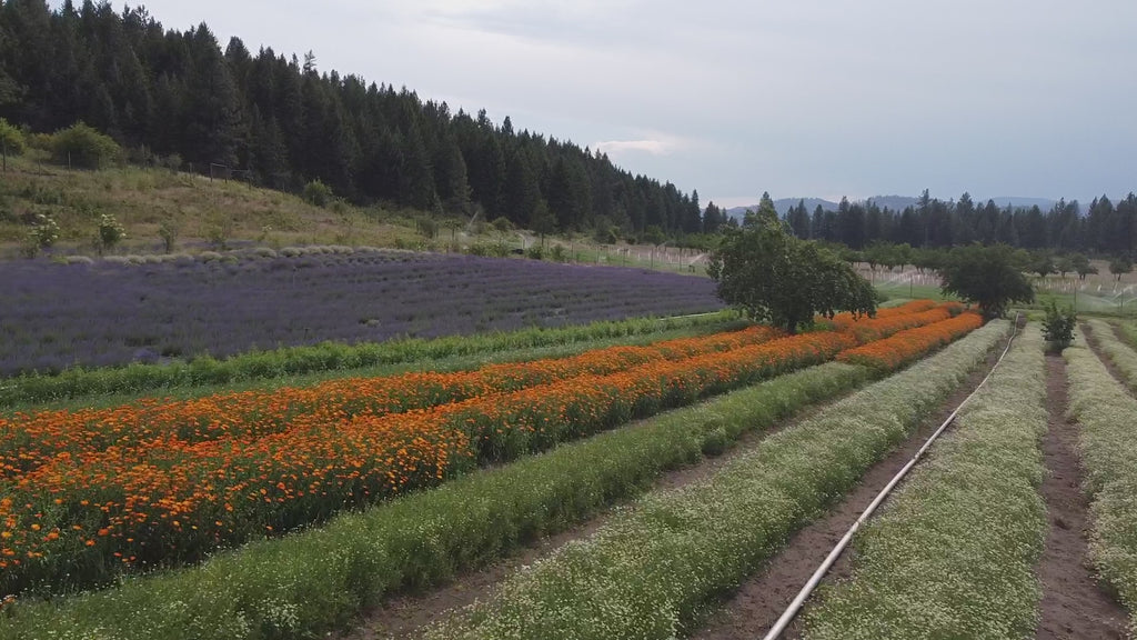 Video of a serene farm landscape featuring lush green fields, rows of thriving crops, and trees swaying gently in the breeze. The camera pans across the farm, highlighting a sustainable and eco-friendly environment, with a focus on soil health and plant vitality, reflecting the natural and nurturing ethos of Hydrosoil.